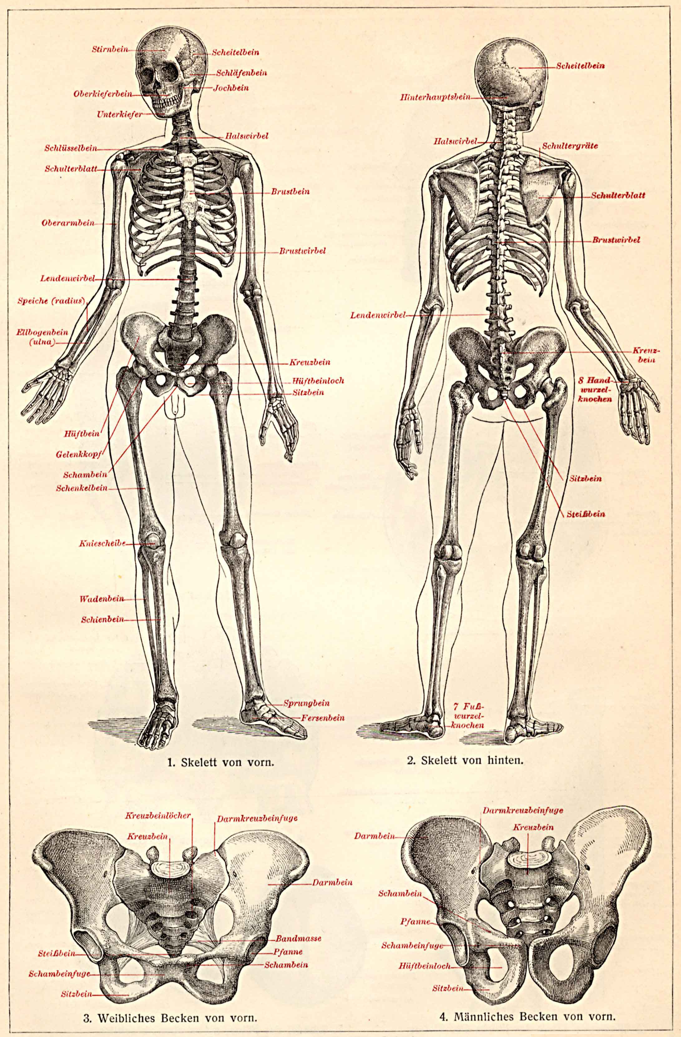 Knochen Des Menschen